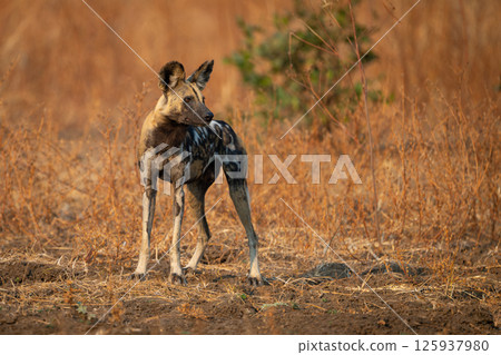 African wild dog stands staring into distance African wild dog stands staring into distance 125937980