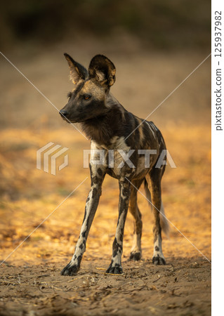 African wild dog stands staring on sand African wild dog stands staring on sand 125937982