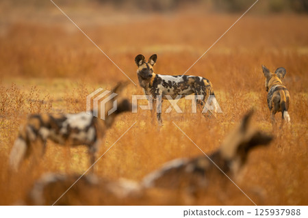 African wild dog stands surrounded by others 125937988