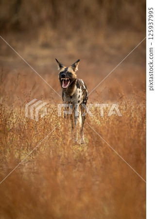 African wild dog stands yawning among bushes 125937995