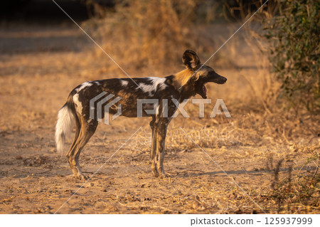 African wild dog stands yawning in profile 125937999