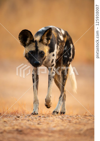 African wild dog trots across sandy ground African wild dog trots across sandy ground 125938007