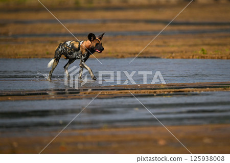 African wild dog trots across shallow river African wild dog trots across shallow river 125938008