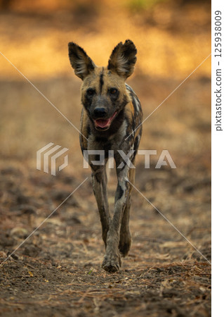 African wild dog trots along opening mouth 125938009
