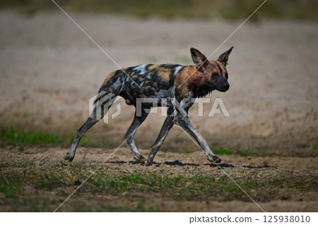 African wild dog trots along sandy riverbank African wild dog trots along sandy riverbank 125938010
