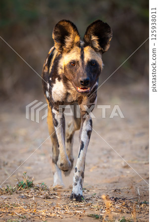 African wild dog trots along sandy track 125938011