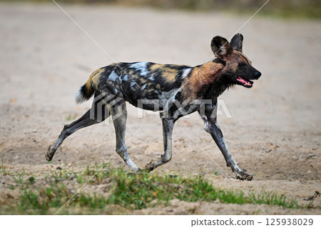 African wild dog trotting along sandy riverbank 125938029