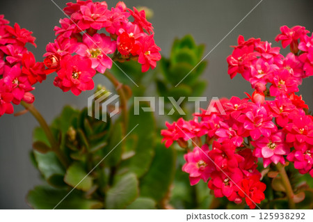 Flowerpot blooming with red flowers, kalankha close-up with copy space 125938292