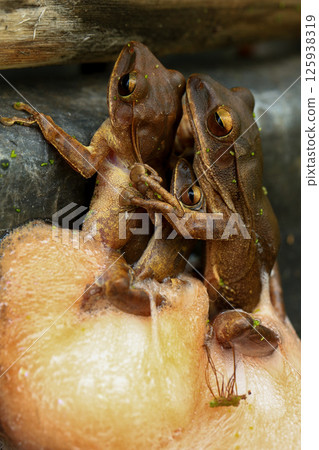 Frogs mating in the rainforest. Close-up of a group of frogs, Frogs in the nest 125938319