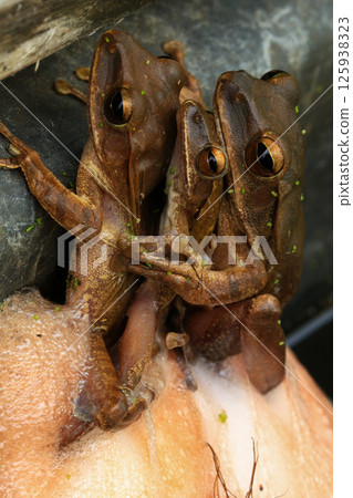 Frogs mating in the rainforest. Close-up of a group of frogs, Frogs in the nest 125938323