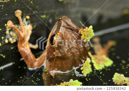 Frogs mating in the rainforest. Close-up of a group of frogs, Frogs in the nest 125938342