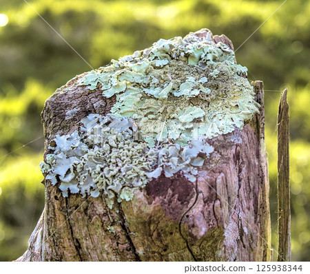 green lichen on a wooden post green lichen on a wooden post 125938344