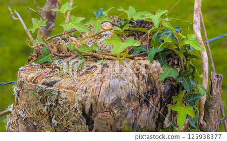 Green leaves on a trunk eroded by time Green leaves on a trunk eroded by time 125938377