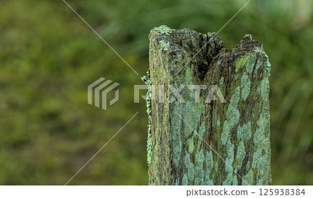 A tree stump with moss growing on it 125938384
