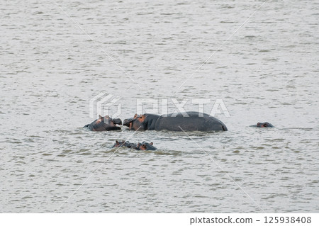 Hippos family bathe in a lake Hippos family bathe in a lake 125938408