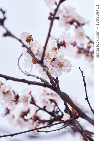 Blossoming apricot tree 125938411