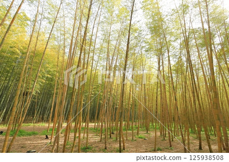 Kinmei Moso Bamboo, Young Bamboo Forest, Utsunomiya City, Tochigi Prefecture 125938508