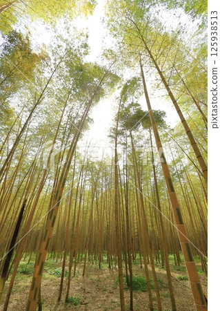 Kinmei Moso Bamboo, Young Bamboo Forest, Utsunomiya City, Tochigi Prefecture Kinmei Moso Bamboo, Young Bamboo Forest, Utsunomiya City, Tochigi Prefecture 125938513