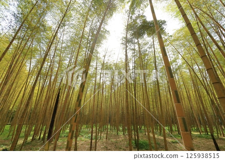 Kinmei Moso Bamboo, Young Bamboo Forest, Utsunomiya City, Tochigi Prefecture 125938515