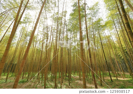 Kinmei Moso Bamboo, Young Bamboo Forest, Utsunomiya City, Tochigi Prefecture 125938517
