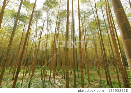 栃木縣宇都宮市幼竹林錦眉毛竹 栃木縣宇都宮市幼竹林錦眉毛竹 125938518