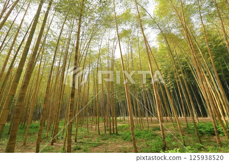 Kinmei Moso Bamboo, Young Bamboo Forest, Utsunomiya City, Tochigi Prefecture Kinmei Moso Bamboo, Young Bamboo Forest, Utsunomiya City, Tochigi Prefecture 125938520