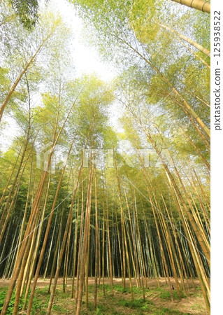 Kinmei Moso Bamboo, Young Bamboo Forest, Utsunomiya City, Tochigi Prefecture 125938522