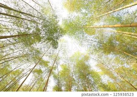 Kinmei Moso Bamboo, Young Bamboo Forest, Utsunomiya City, Tochigi Prefecture 125938523