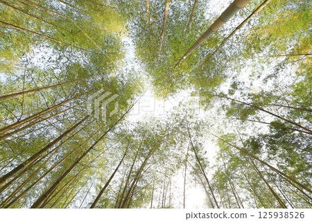 Kinmei Moso Bamboo, Young Bamboo Forest, Utsunomiya City, Tochigi Prefecture Kinmei Moso Bamboo, Young Bamboo Forest, Utsunomiya City, Tochigi Prefecture 125938526