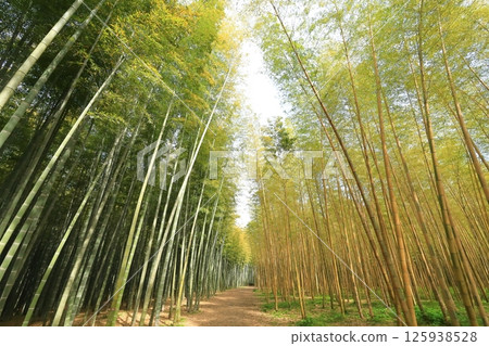 Kinmei Moso Bamboo, Young Bamboo Forest, Utsunomiya City, Tochigi Prefecture 125938528