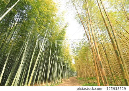 Kinmei Moso Bamboo, Young Bamboo Forest, Utsunomiya City, Tochigi Prefecture 125938529