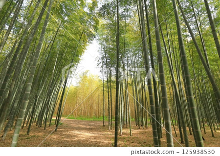 Kinmei Moso Bamboo, Young Bamboo Forest, Utsunomiya City, Tochigi Prefecture 125938530