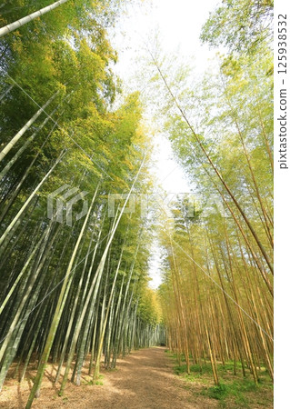 Kinmei Moso Bamboo, Young Bamboo Forest, Utsunomiya City, Tochigi Prefecture Kinmei Moso Bamboo, Young Bamboo Forest, Utsunomiya City, Tochigi Prefecture 125938532