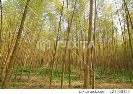 Kinmei Moso Bamboo, Young Bamboo Forest, Utsunomiya City, Tochigi Prefecture 125938533
