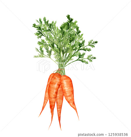 Hand-drawn bunch of fresh carrots with their green tops 125938536