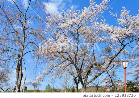 美唄市東名公園的櫻花在藍天下盛開 125938720