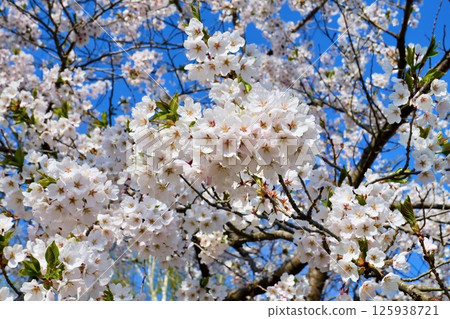 美唄市「東名公園」櫻花「染井吉野」盛開 美唄市「東名公園」櫻花「染井吉野」盛開 125938721