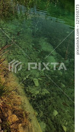 Fishes swimming in the clear green water of plitvice lakes national park 125938773