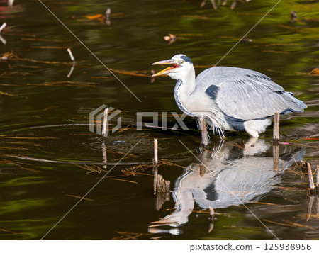  水鷺 125938956