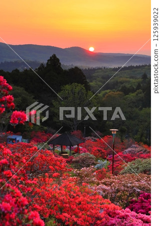 Morning sun at Kasama Azalea Park 125939022