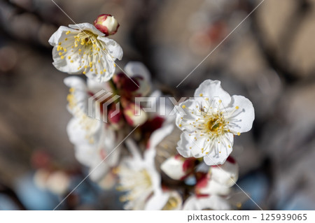 白梅花（白梅） 125939065