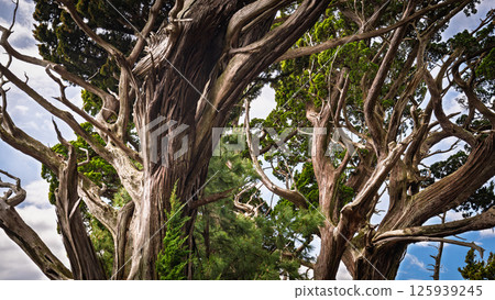 Canopy of Ancient Junipers of Cape Osezaki, Japan 125939245