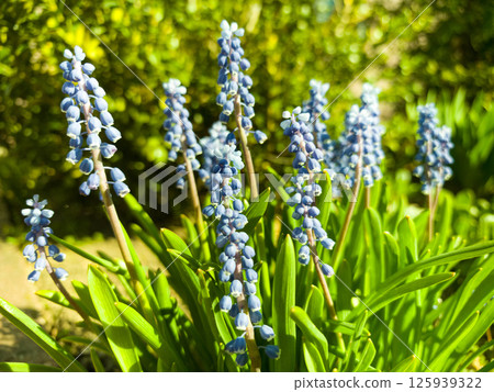 Vibrant blue flowers bloom in a sunlit garden during springtime's gentle embrace Vibrant blue flowers bloom in a sunlit garden during springtime's gentle embrace 125939322