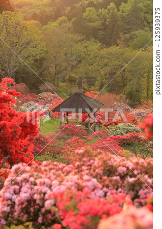 Azaleas at Kasama Azalea Park 125939375