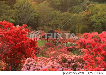 Azaleas at Kasama Azalea Park 125939377