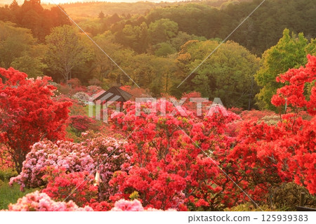 篤間杜鵑花公園的杜鵑花 篤間杜鵑花公園的杜鵑花 125939383