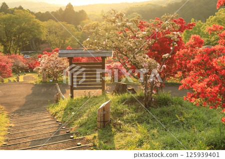 Azaleas at Kasama Azalea Park 125939401