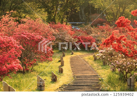 Azaleas at Kasama Azalea Park 125939402