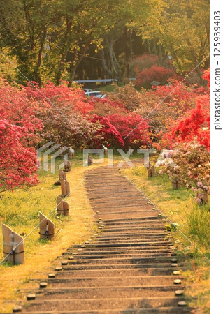 篤間杜鵑花公園的杜鵑花 125939403