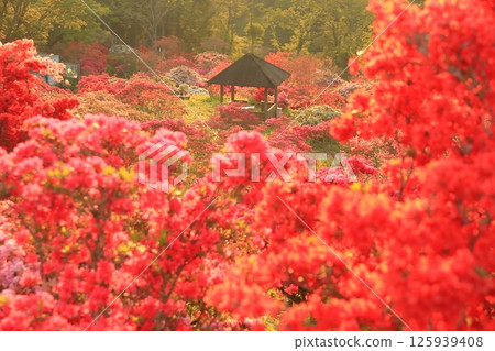 Azaleas at Kasama Azalea Park 125939408